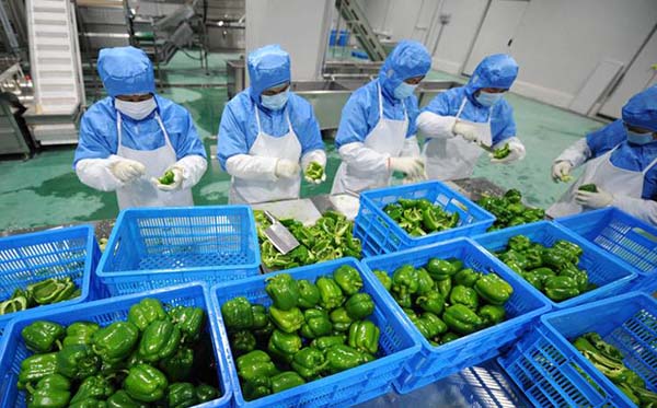 康來福食材分揀