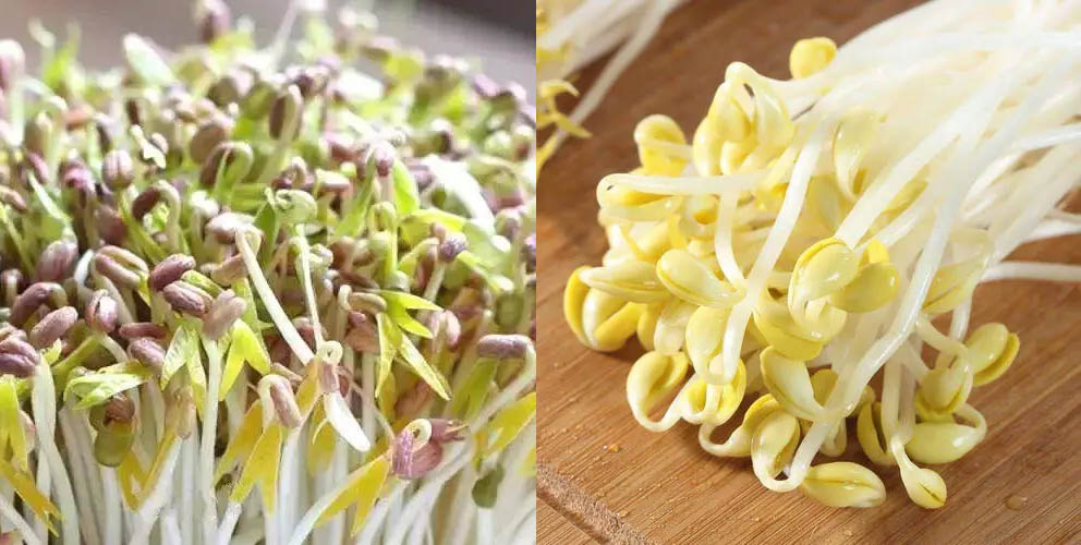 黃豆芽和綠豆芽的區別