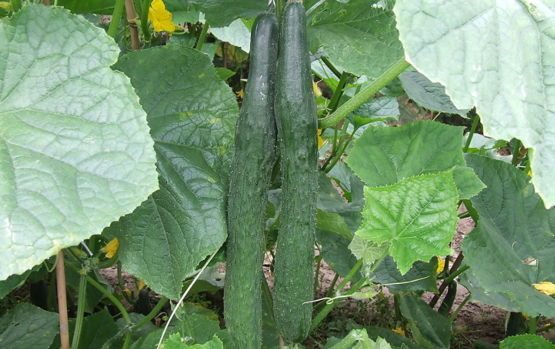黃瓜