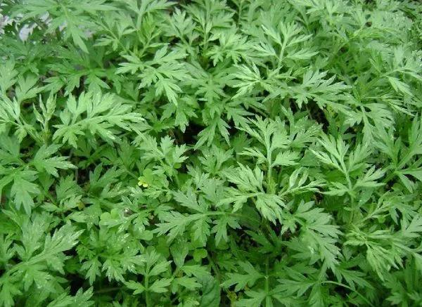 艾葉.jpg 艾葉.jpg