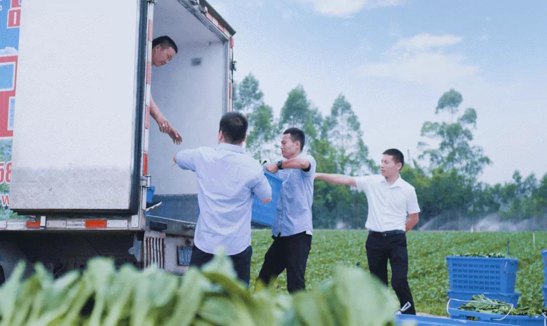 康來福蔬菜配送