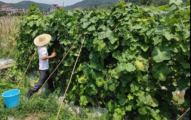 康來(lái)福基地