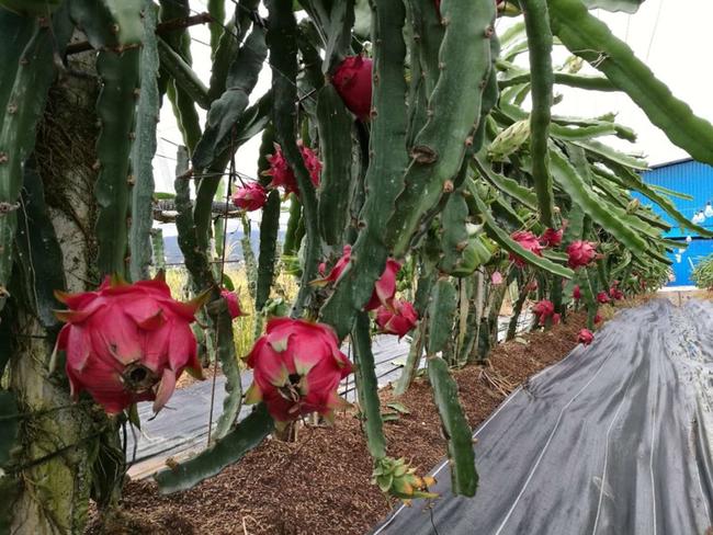 廣西火龍果基地