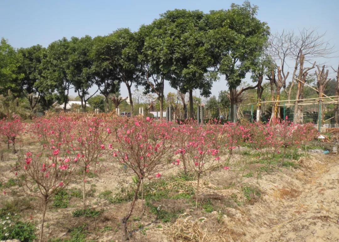 桃花種植基地