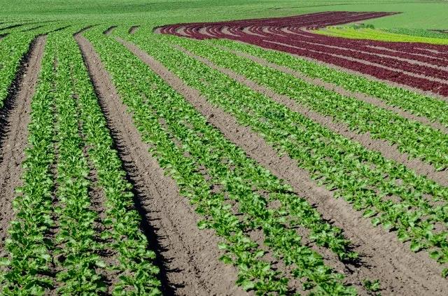 廣州農副產品基地