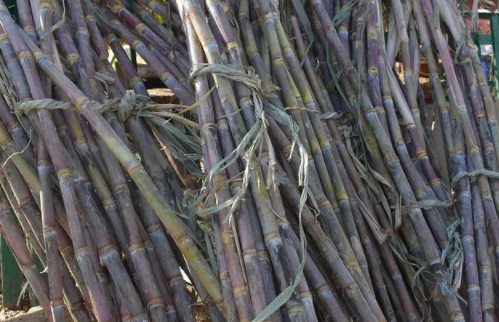 廣西人為什么都不想種甘蔗了，原因值得深思！