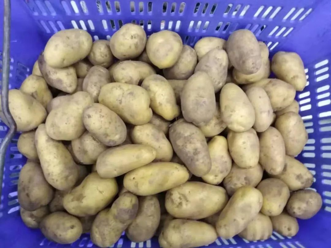 馬鈴薯土豆 馬鈴薯土豆