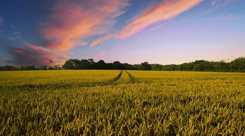 農業生產種植基地
