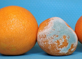 食材為什么會變質(zhì)，常見的致病菌有哪些