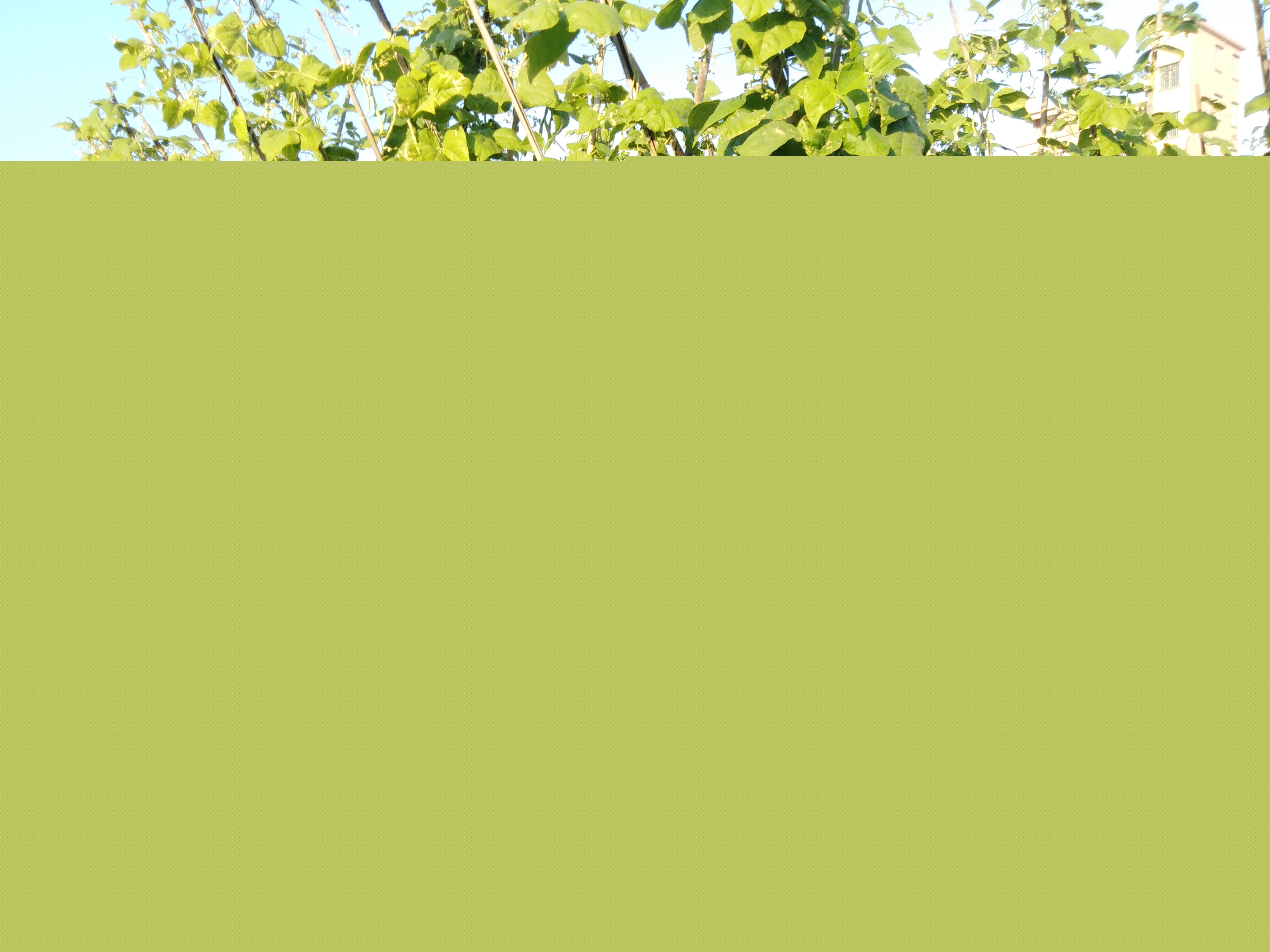 蔬菜種植基地 (26).jpg