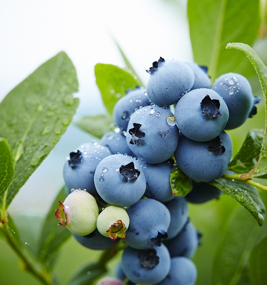 賣瘋了！訂單增長超1600%！熱銷的藍莓會降價嗎？