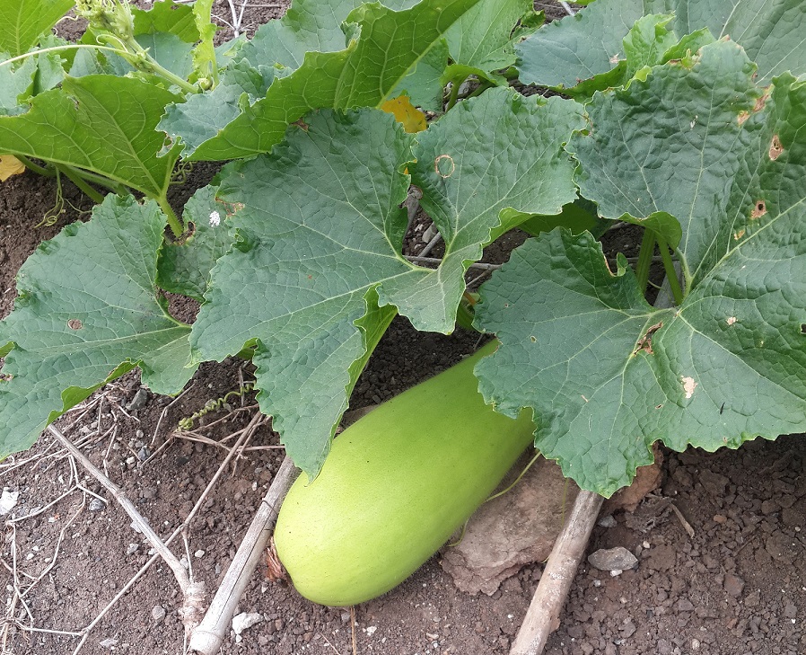 這些瓜如果發(fā)苦就不要再吃了