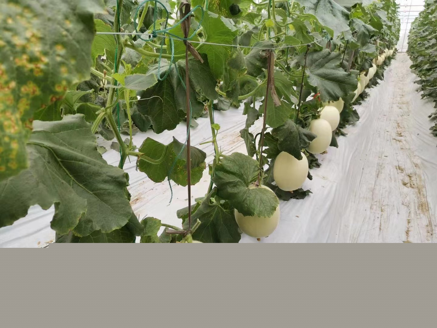 什么是農產品地理標志保護？