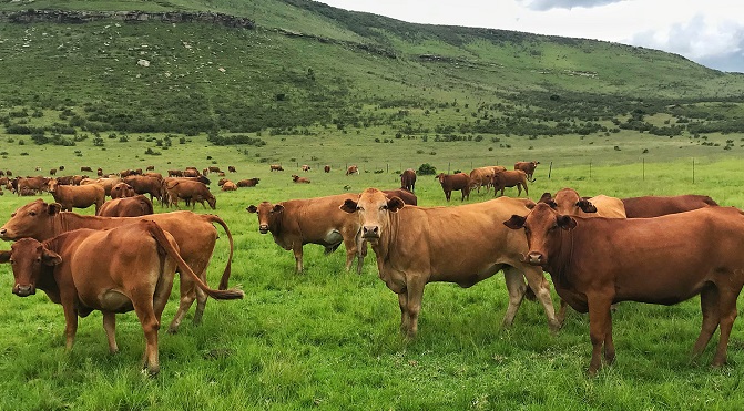 三農(nóng)資訊 | 中辦、國(guó)辦印發(fā)《關(guān)于完善市場(chǎng)準(zhǔn)入制度的意見》；農(nóng)業(yè)農(nóng)村部召開穩(wěn)定奶牛、肉牛生產(chǎn)視頻調(diào)度會(huì)