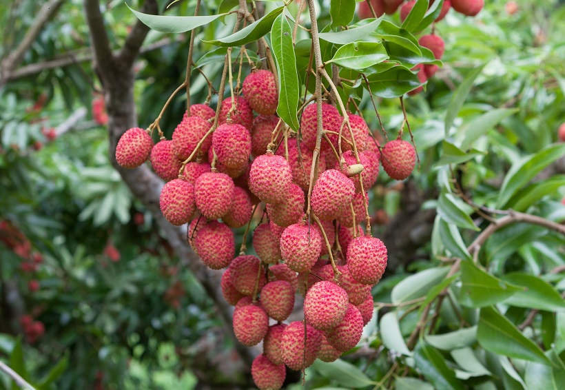 荔枝上市，買荔枝、吃荔枝分別要注意什么？