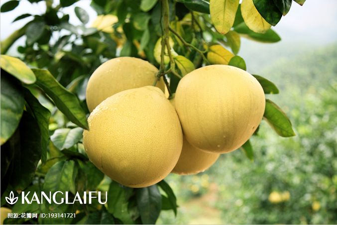 秋冬吃柚正當時！營養、品種、挑選全攻略，一篇搞定